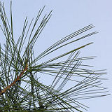 Eastern White Pine