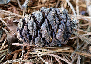 Cone