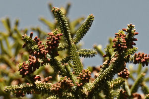 Pollen Cones