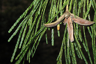 Incense Cedar