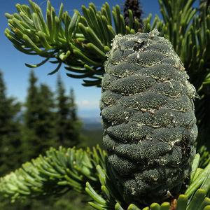Subalpine Fir