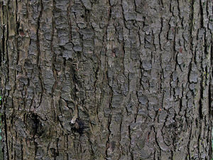 bark hemlock western westerm tsuga heterophylla develops furrows trees gray