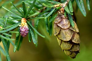 Western Hemlock
