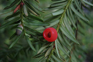 Pacific Yew
