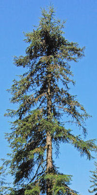 Pacific silver fir