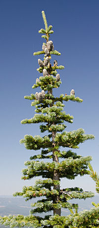 Subalpine fir