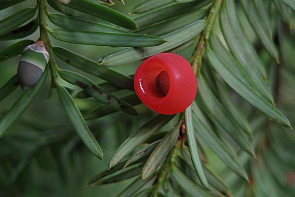 Pacific Yew